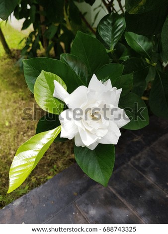 rose Beautiful flower background. Flowers in Thailand. White Flower