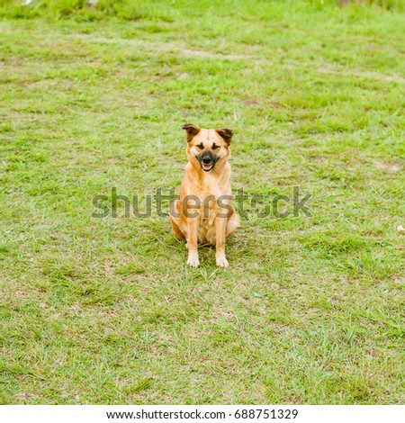 Dog stand on the field