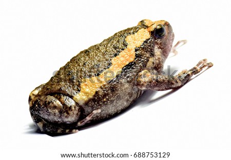 The banded bullfrog is also known as the chubby frog, Asian painted frog, rice frog, or bubble frog. Microhylidae family have round body with a mahogany brown back. Scientific Name is:Kaloula pulchra