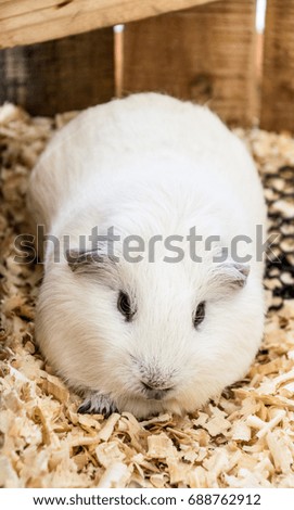 Close-up picture of white guinea pig.
