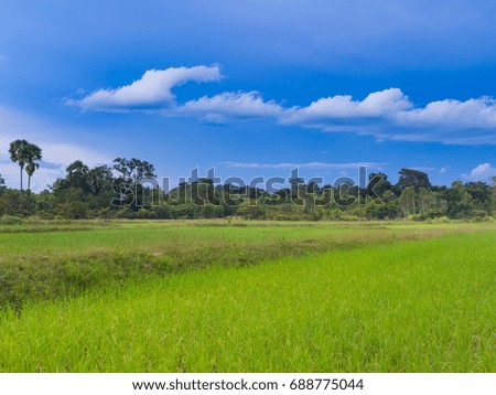 Paddy rice farm
