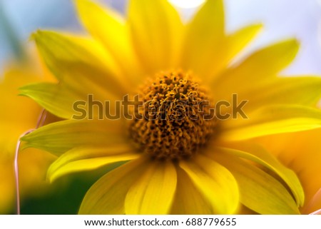 Yellow flowers macro with blurred background in sunlight