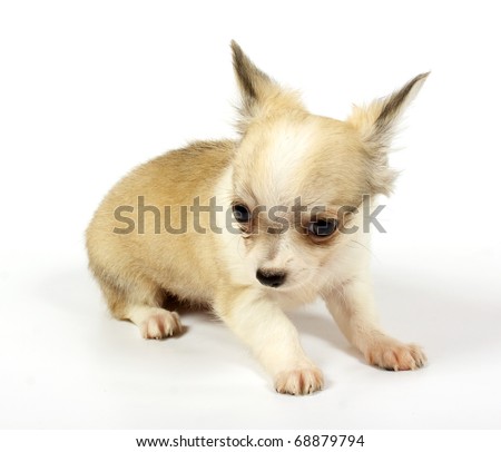 small chihuahua puppy on the white background