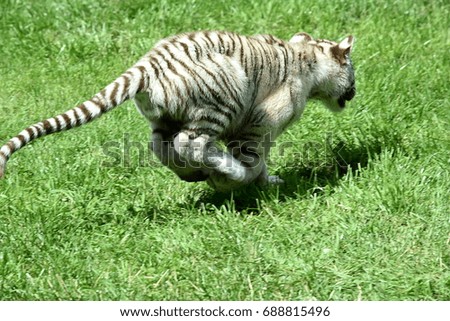 Young white tigers