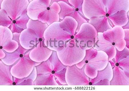 Pink hydrangea flower in closeup