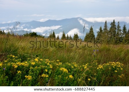 Mountain landscape in summer, mountains in white clouds, pines, trees, green grass.