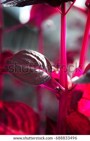 macro detail of a purple tropical plant "iresine herbstii aureoreticulata"