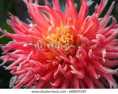 Blooming dahlias. The varietal flowers. Peonies in the autumn garden. Close-up.
