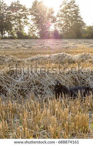 Black long hear Cat in the cornfield - Cat in field during sunset