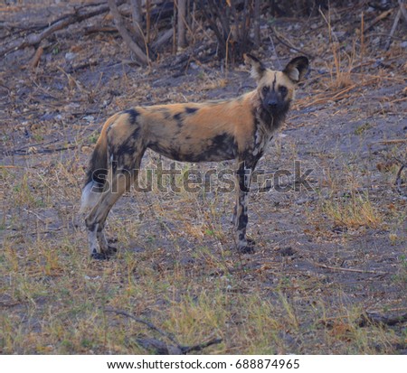 The African wild dog (Lycaon pictus), also known as African hunting dog, African painted dog, painted hunting dog or painted wolf, is a canid native to Sub-Saharan Africa. 