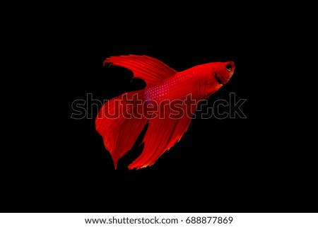 Red betta fish colorful beautiful isolated on black background