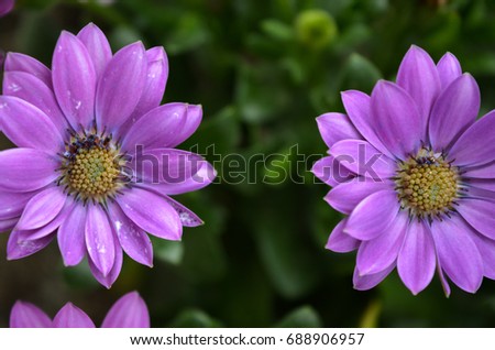 Twin flowers