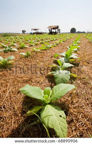 Tobacco farm in thailand.