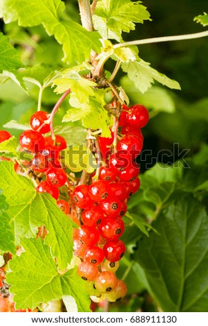 red currants around