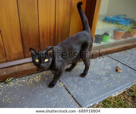 Curious black cat outside by the doorstep
