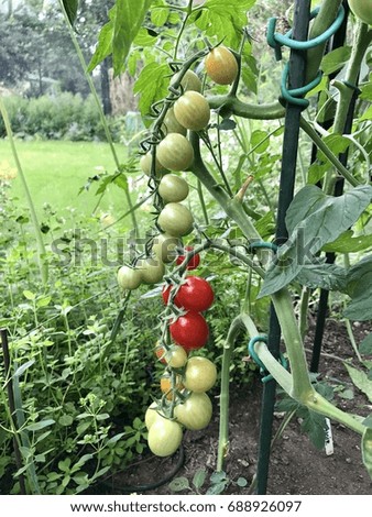 Tomato on plant, red and Green