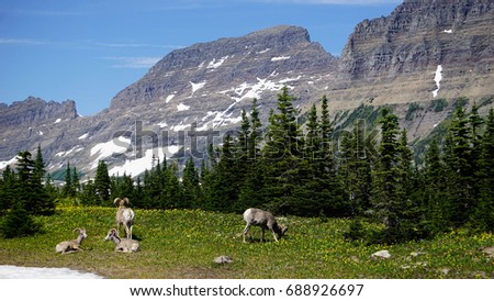 A picture of Big Horn Rams in a flowery meadow in Glacier National Park.