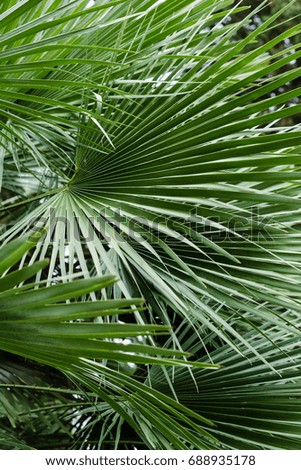 Palm leaves, palm