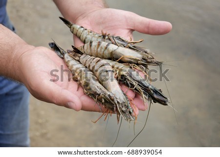 Fresh shrimps on hands, outdoors