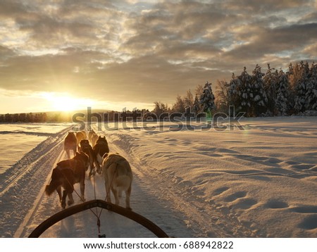 Dog sledding expedition in Lapland