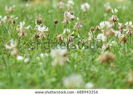 Field of white clovers with bee
