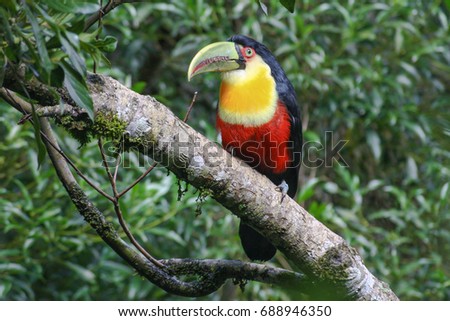 Red-breasted toucan