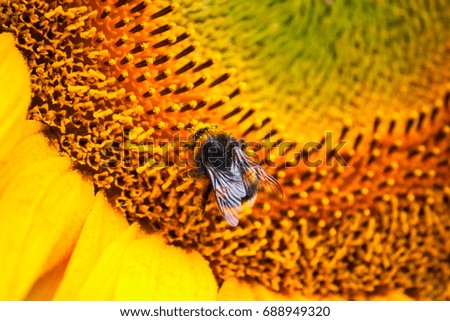 Blooming sunflower and pollinating him bumblebee close-up