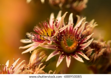 Close up of a pink flowers of a blooming common houseleek. Succulent. Plant of the Alps.English Name: Common Houseleek. Latin Name: Sempervivum Tectorum.