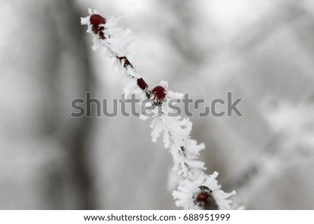 snow photographed in the winter season, which appeared after a snowfall. close-up,