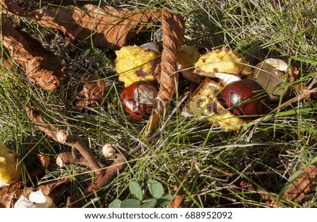 dry yellow leaves of chestnut lying on the grass. Autumn season