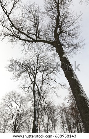 bare tree trunks covered with snow in the winter season. Photographed against a gray sky.