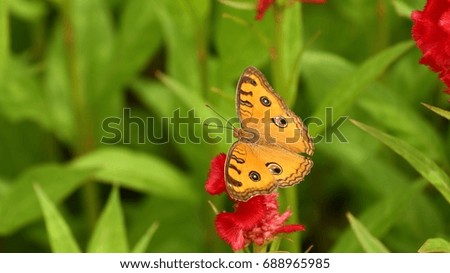 blur photo and out of focus : attractive butterfly on flower in park garden  the beauty of nature