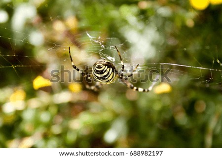 spider with a body face in yellow flowers in Champagne in France