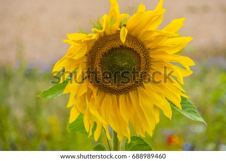 Sunflowers in the wind - beautiful picture