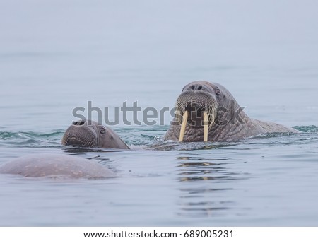 Mother walrus and calf in Svalbard