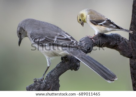 Northern Mockingbird and American Goldfinch with Heads Looking Down