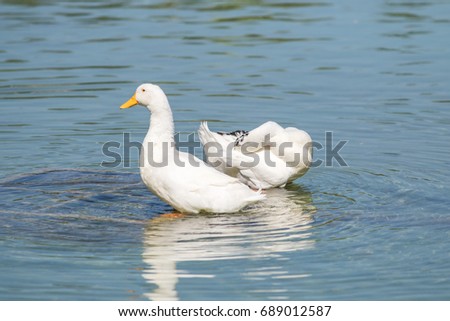 White ducks on a pond, summer