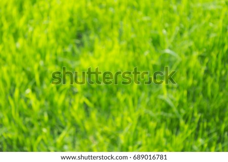 Blurred background of green grass