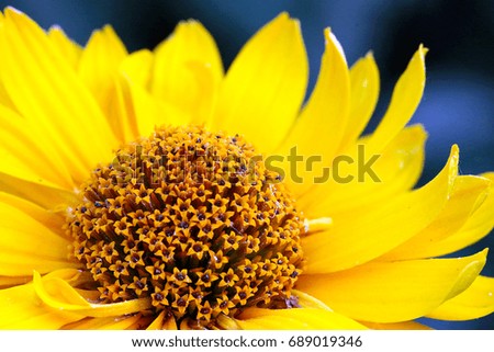 Beautiful bright yellow large flower as a meadow decoration 