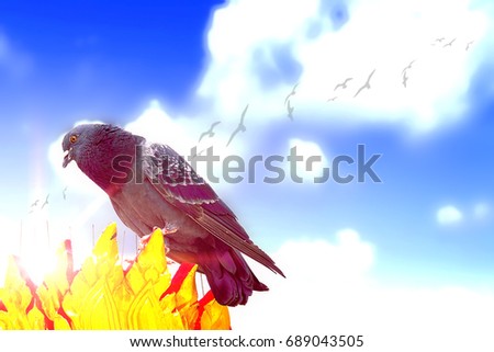  Single dove sitting on golden stucco with blurred sky background                                
