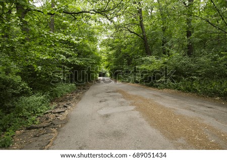 Road in a deciduous forest