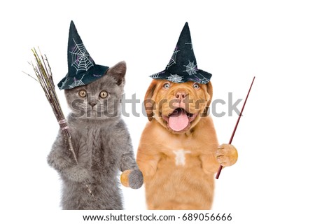 Cat and dog in hats for halloween with witches broomstick and pointing stick. isolated on white background