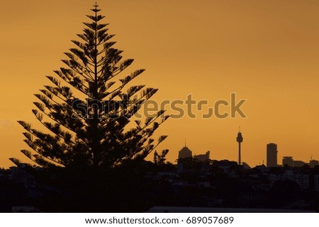A large pine tree against a backdrop of the Sydney skyline at sunset