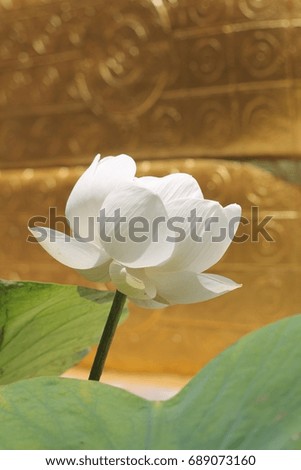 white lotus flower in front of Buddha.