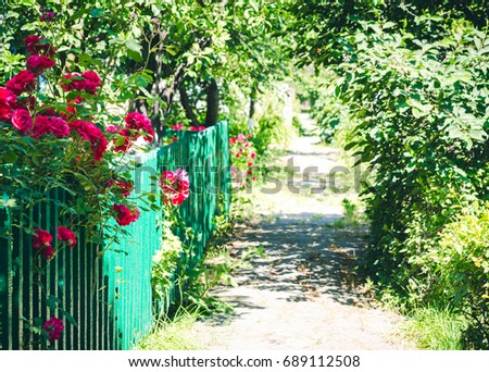Small rural street with trees and grass in the morning sun. Close up of rosebush, climbing rose with pink flowers, flowers border in blur background.
