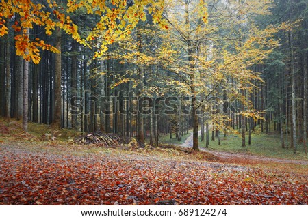 Beauatiful colorful leaves in autumn mysterious forest with paths.