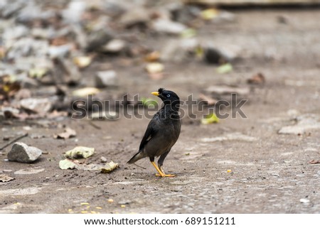 Jungle myna of the south Indian race showing blue iris - Acridotheres fuscus
