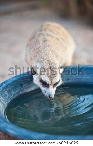 Meerkat Drinking Water