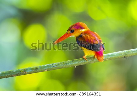 Rufous kingfisher male close up in the nature.