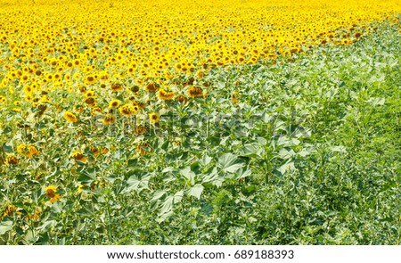 Yellow green sunflower field